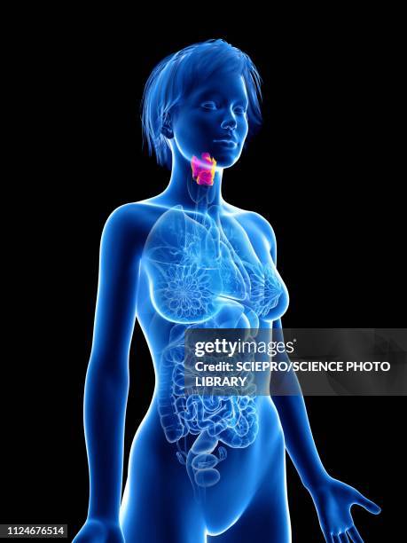 illustration of a woman's larynx - epiglottis stock-grafiken, -clipart, -cartoons und -symbole