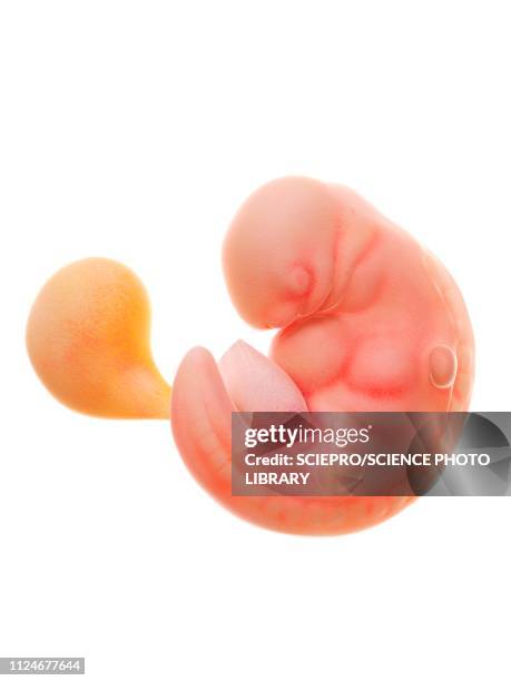 illustration of a human foetus, week 6 - human embryo stock illustrations