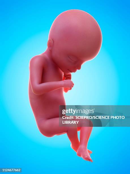 illustration of a human foetus, week 18 - 18 week foetus stock illustrations