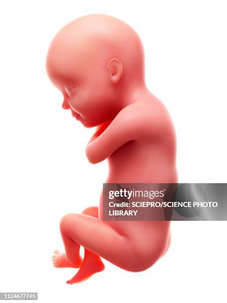 Week 30 Stages Of Pregnancy Week By Week Photos and Premium High Res Pictures ...