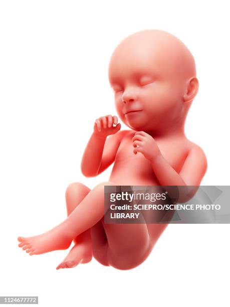 illustration of a human foetus, week 39 - fötus stock-grafiken, -clipart, -cartoons und -symbole
