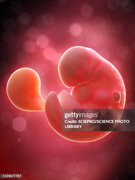 illustrazioni stock, clip art, cartoni animati e icone di tendenza di illustration of a human foetus, week 6 - embrione