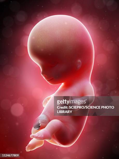 illustration of a human foetus, week 10 - woche stock-grafiken, -clipart, -cartoons und -symbole