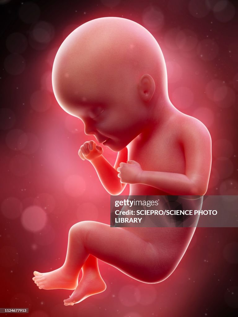 Illustration of a human foetus, week 27