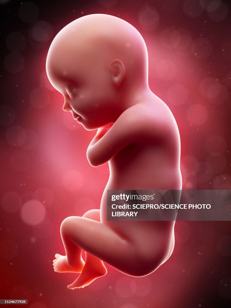 Illustration of a human foetus, week 30