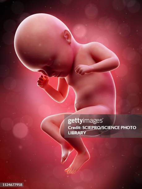 illustration of a human foetus, week 35 - foetus stock illustrations