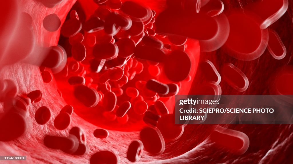 Illustration of human blood cells