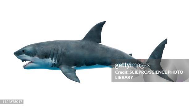 illustration of a great white shark - animal fin stock illustrations