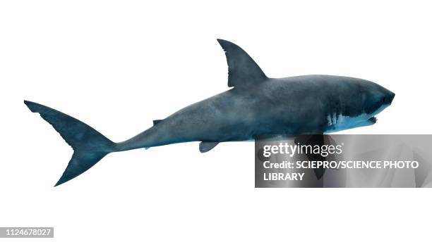 stockillustraties, clipart, cartoons en iconen met illustration of a great white shark - fin