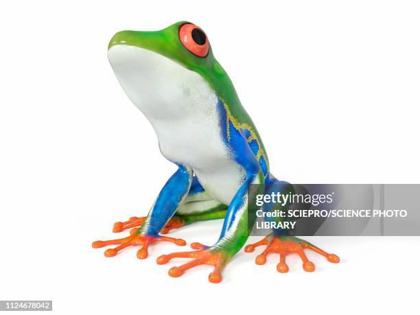 illustrazioni stock, clip art, cartoni animati e icone di tendenza di illustration of a tropical frog - rana