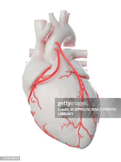 illustration of 2 bypasses - myocardium 幅插畫檔、美工圖案、卡通及圖標