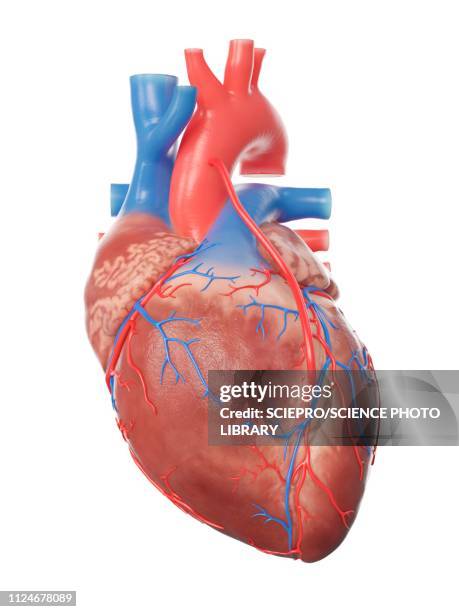 illustration of a heart with a bypass - myocardium 幅插畫檔、美工圖案、卡通及圖標