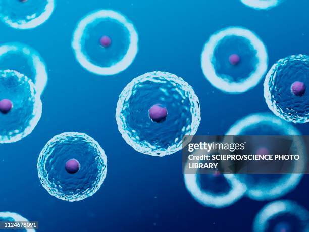 illustrazioni stock, clip art, cartoni animati e icone di tendenza di illustration of human cells - cellula