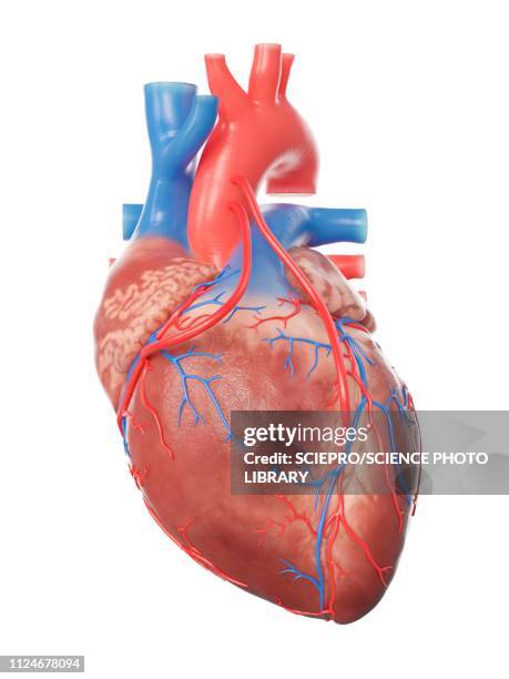 illustration of a heart with 2 bypasses - human heart stock illustrations