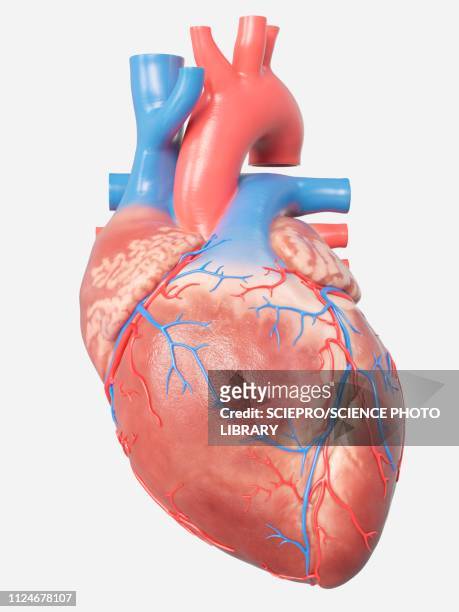ilustraciones, imágenes clip art, dibujos animados e iconos de stock de illustration of the human heart anatomy - myocardium