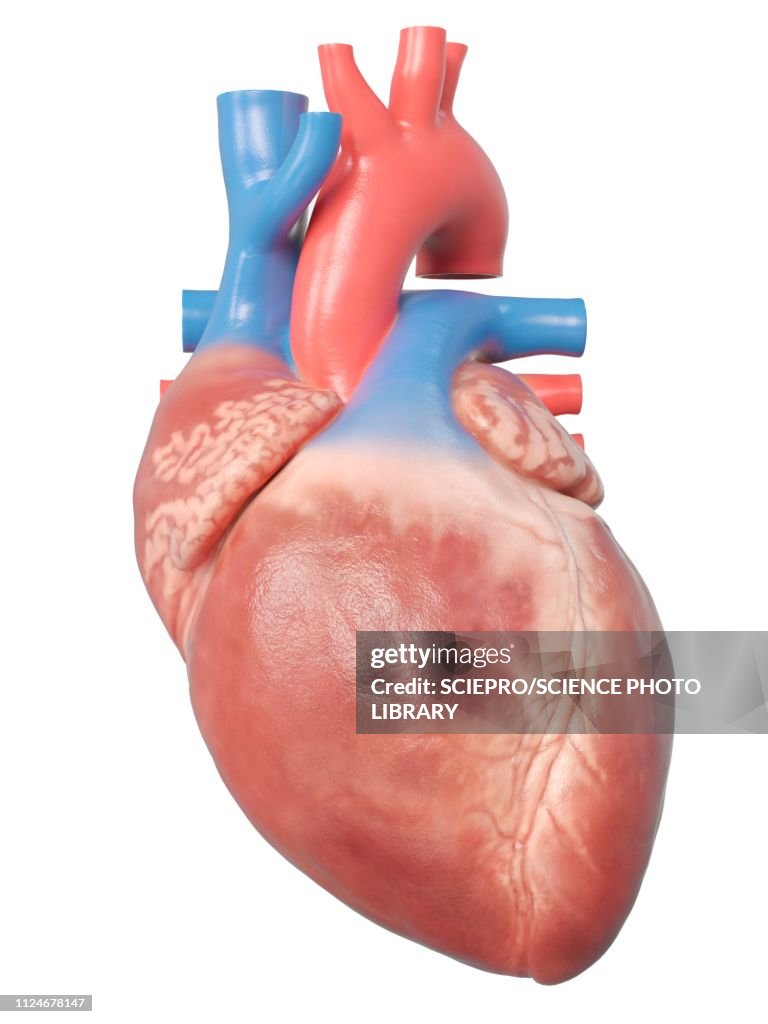 Illustration of the human heart anatomy