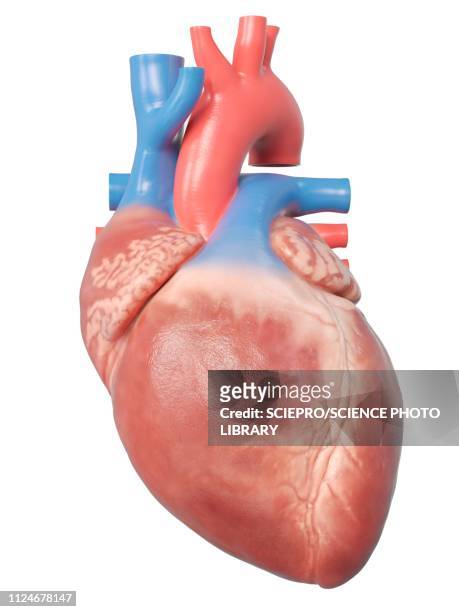 illustration of the human heart anatomy - human heart stock illustrations