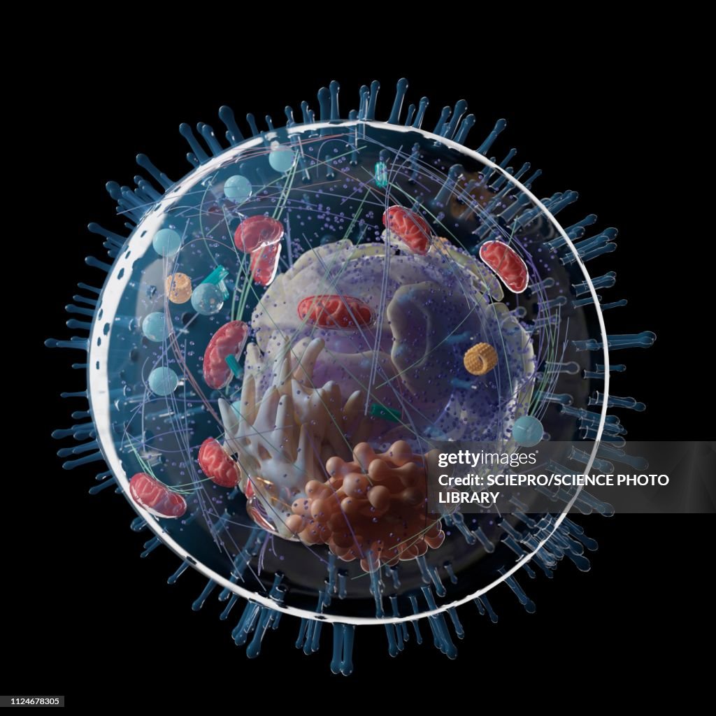 Illustration of a human cell