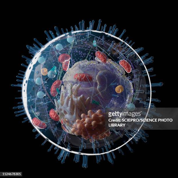 illustration of a human cell - biological cell stock illustrations