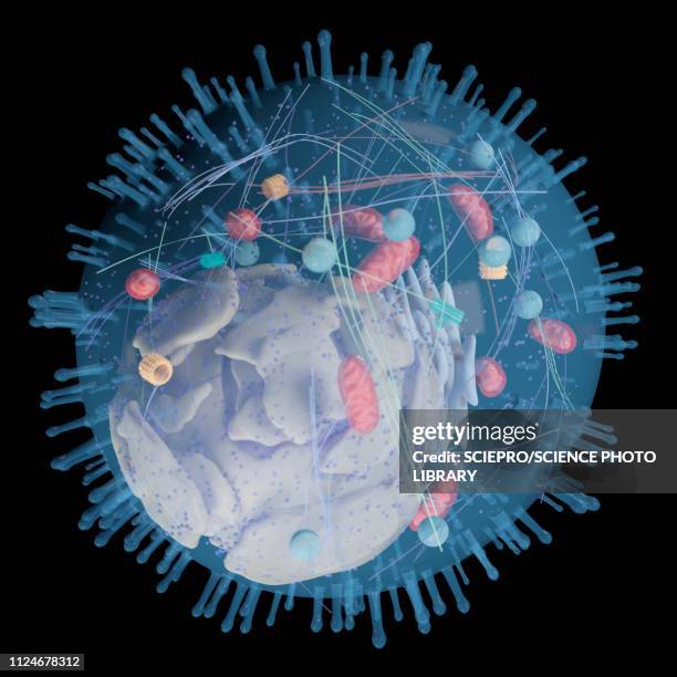 544 3d Animal Cell Photos and Premium High Res Pictures - Getty Images 544 3d Animal Cell Photos and Premium High Res Pictures - Getty Images