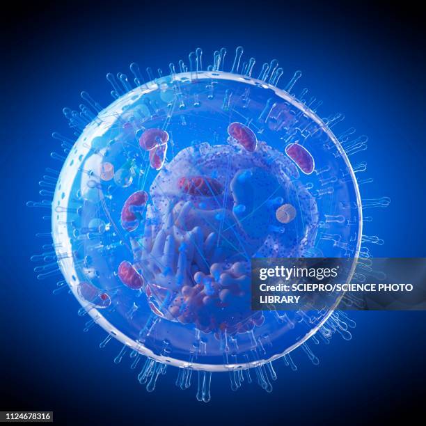 illustrazioni stock, clip art, cartoni animati e icone di tendenza di illustration of a human cell - procariote