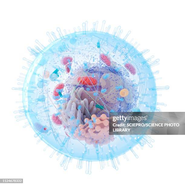 illustration of a human cell - membrane stock illustrations
