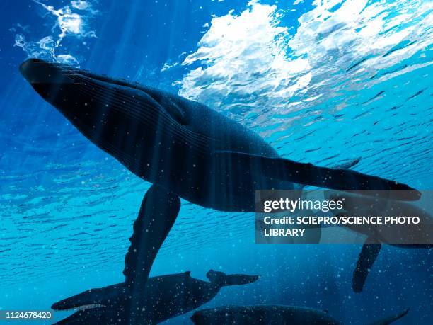 stockillustraties, clipart, cartoons en iconen met illustration of a humpback whale - bultrug