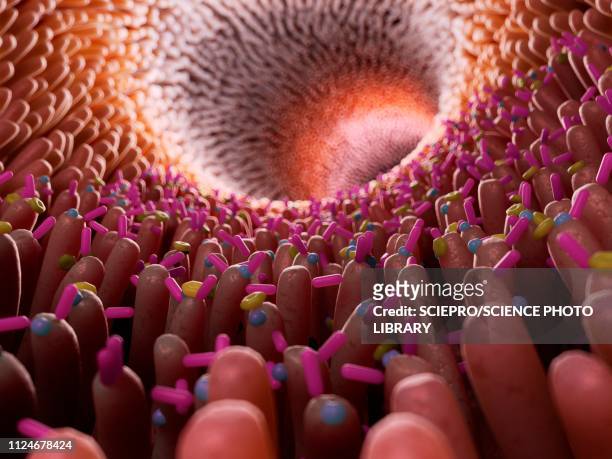 illustration of bacteria in the intestine - dickdarm verdauungstrakt stock-grafiken, -clipart, -cartoons und -symbole