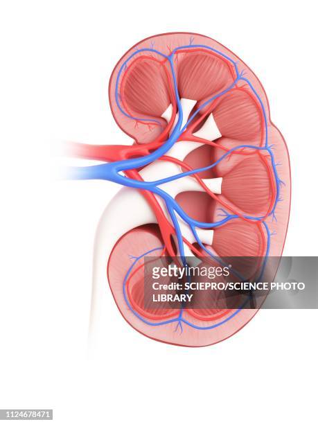 illustration of a kidney - human kidney stock-grafiken, -clipart, -cartoons und -symbole