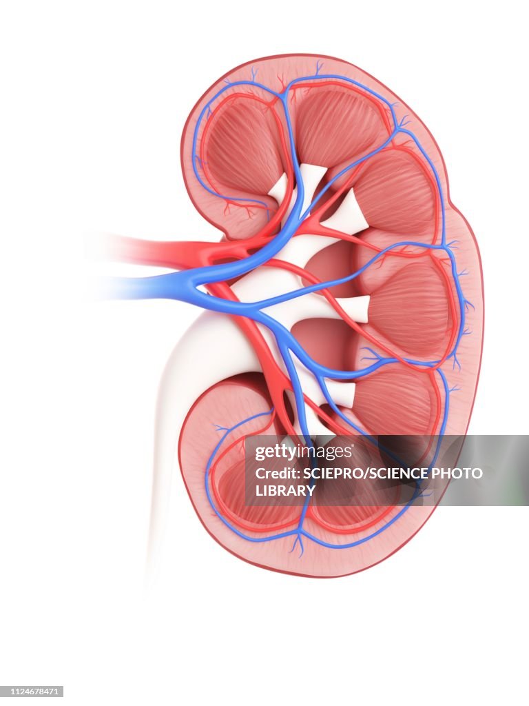 Illustration of a kidney