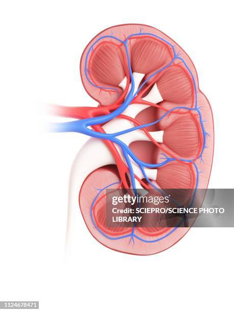 illustration of a kidney - human kidney stock illustrations