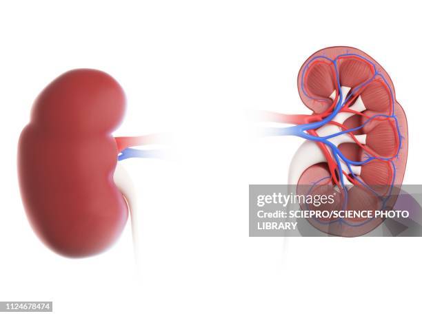 ilustrações de stock, clip art, desenhos animados e ícones de illustration of a kidney - rim humano