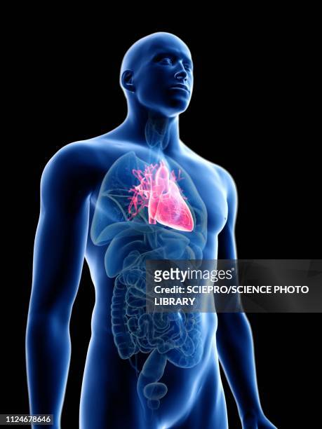 ilustraciones, imágenes clip art, dibujos animados e iconos de stock de illustration of a man's heart - myocardium