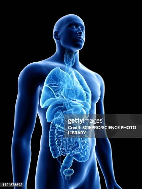 Internal Coln System The Human Colon Photos and Premium High Res Pictures - Getty Images
