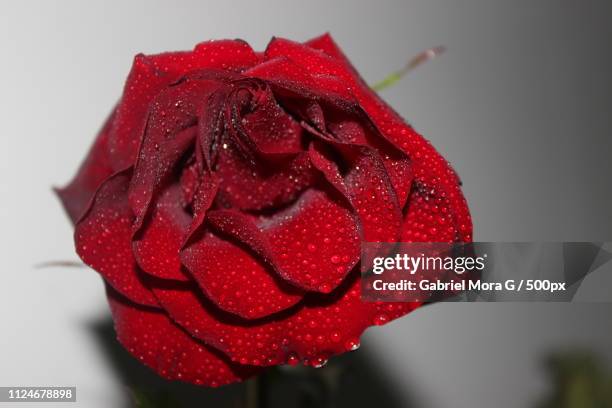 fresca rosa roja - rosa flor stock pictures, royalty-free photos & images