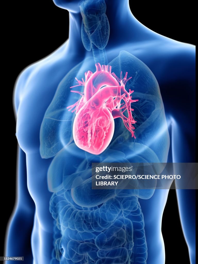 Illustration of a man's heart