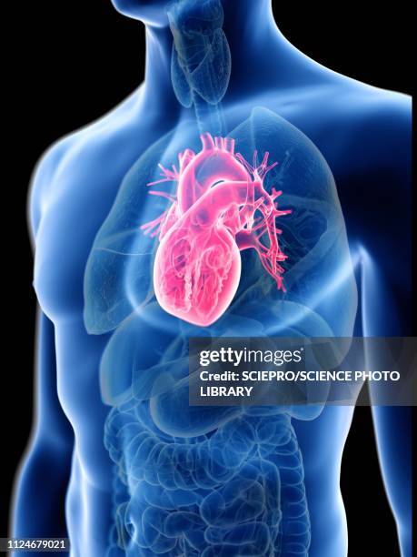 ilustrações, clipart, desenhos animados e ícones de illustration of a man's heart - material médico