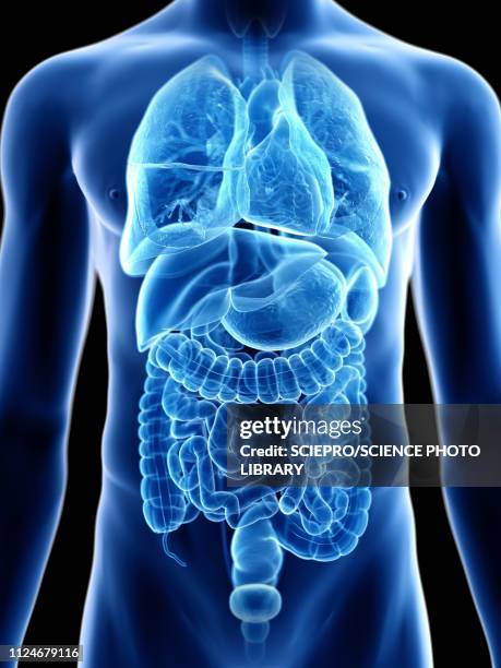 illustration of a man's internal organs - intestine 3d stock illustrations