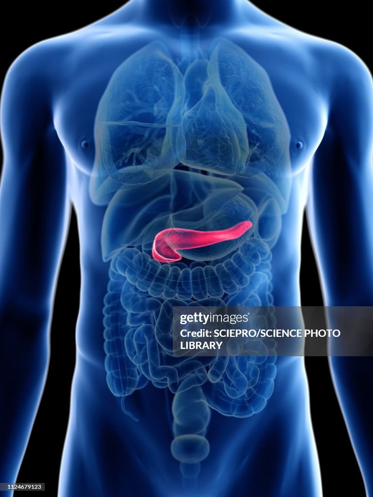 Illustration of a man's pancreas