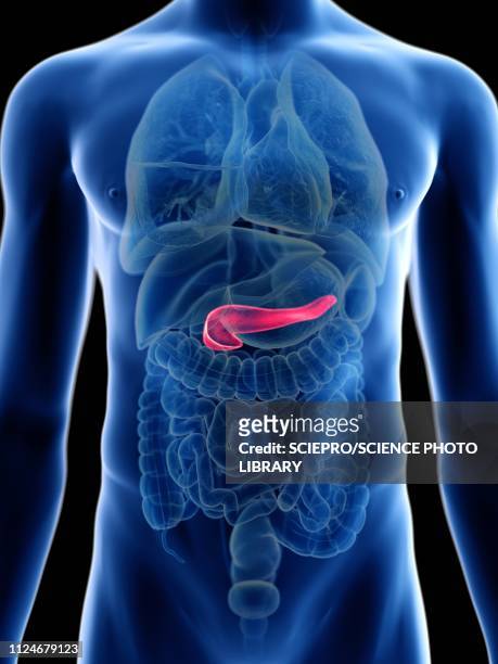 illustration of a man's pancreas - pancreas 3d stock illustrations