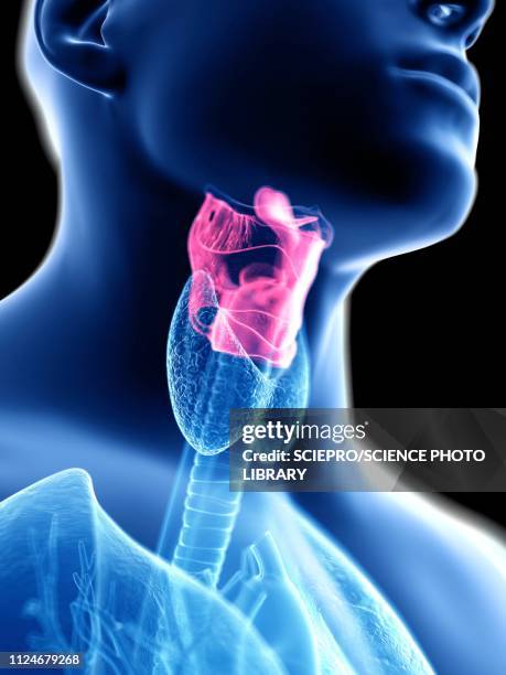 ilustraciones, imágenes clip art, dibujos animados e iconos de stock de illustration of a man's larynx - traquea