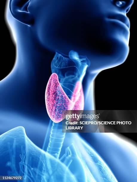 illustrazioni stock, clip art, cartoni animati e icone di tendenza di illustration of a man's thyroid gland - tiroide