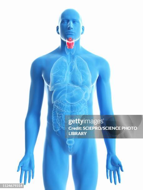 illustration of a man's larynx - epiglottis stock-grafiken, -clipart, -cartoons und -symbole