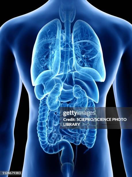 illustration of a man's organs - digestive system illustration stock illustrations