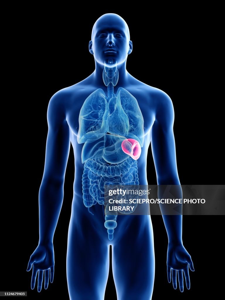 Illustration of a man's spleen