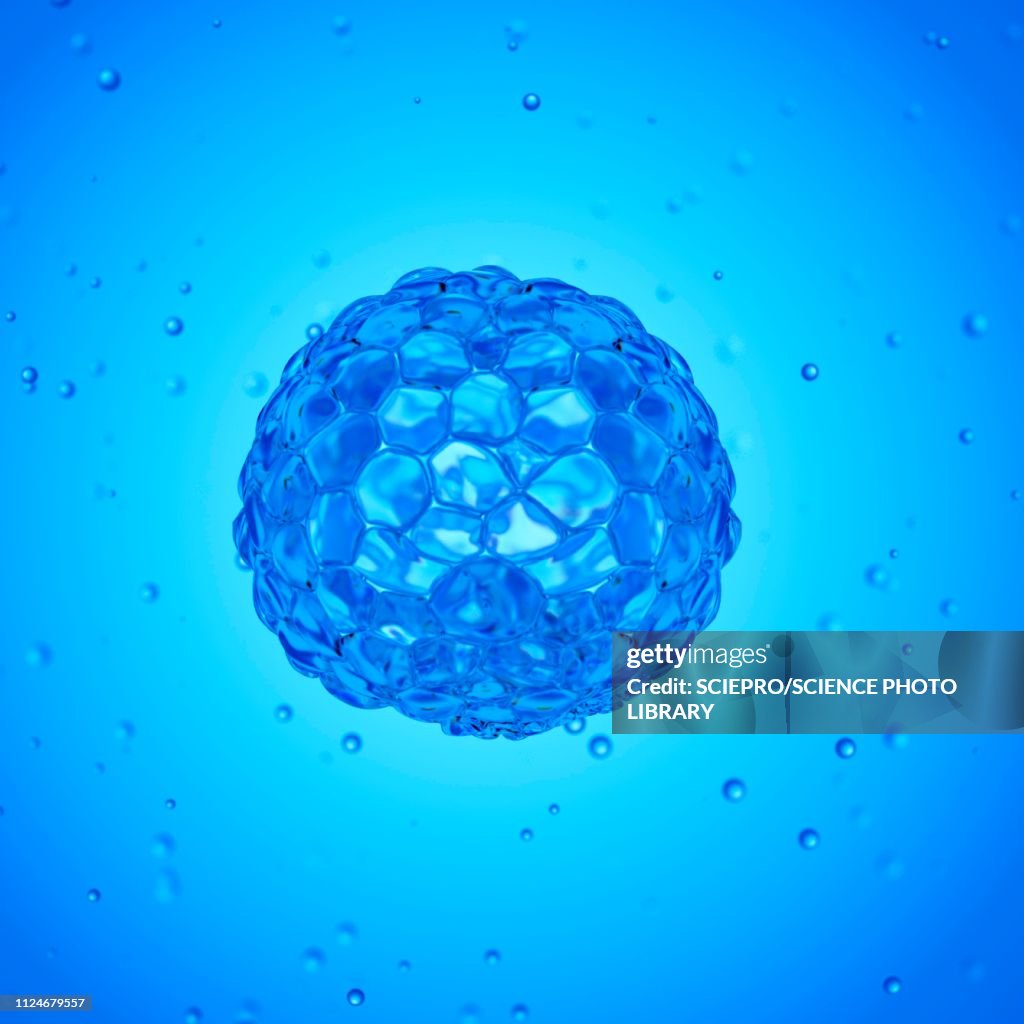 Illustration of a blastocyst
