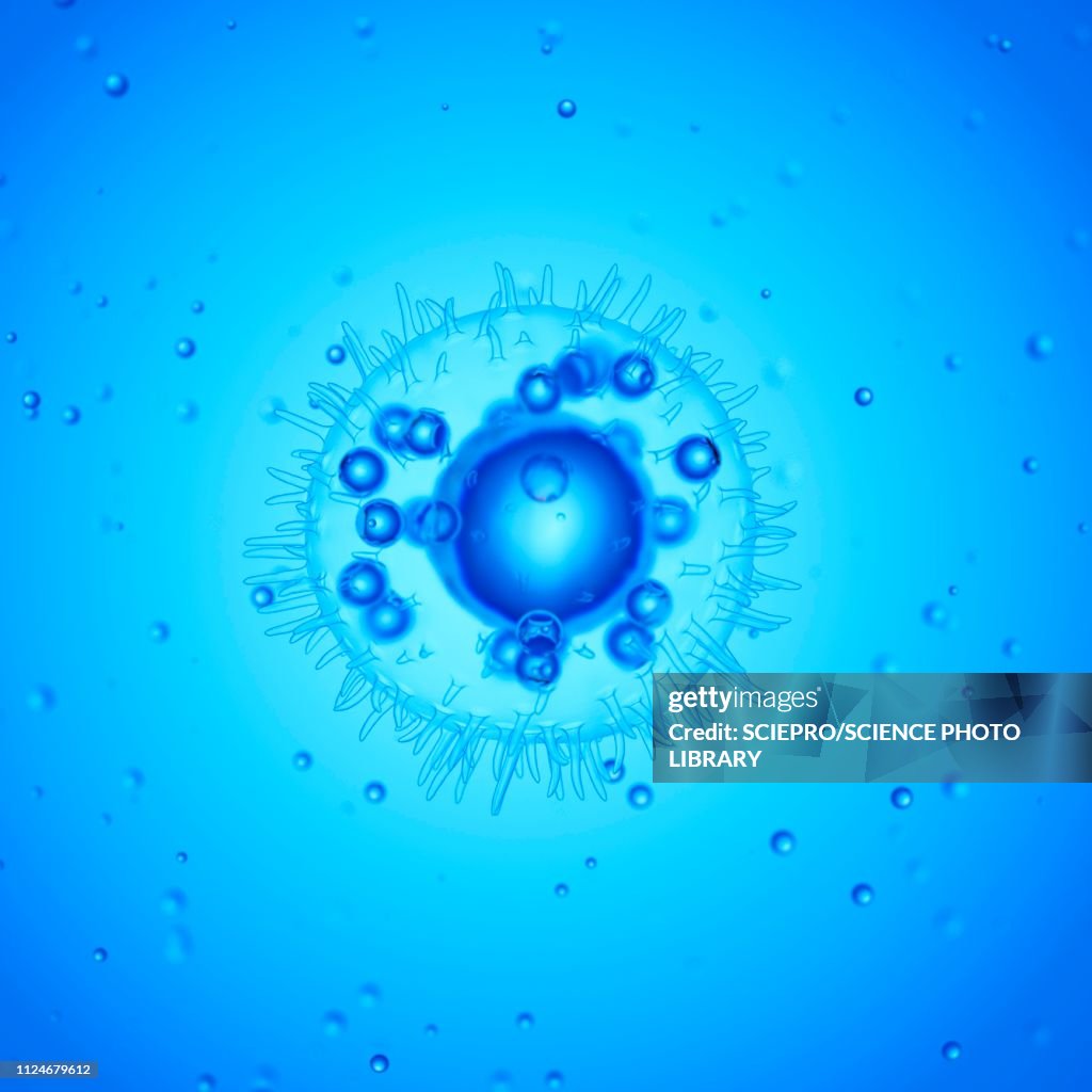 Illustration of a mast cell