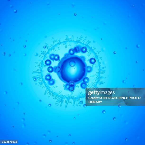 illustration of a mast cell - mast cell illustration stock illustrations