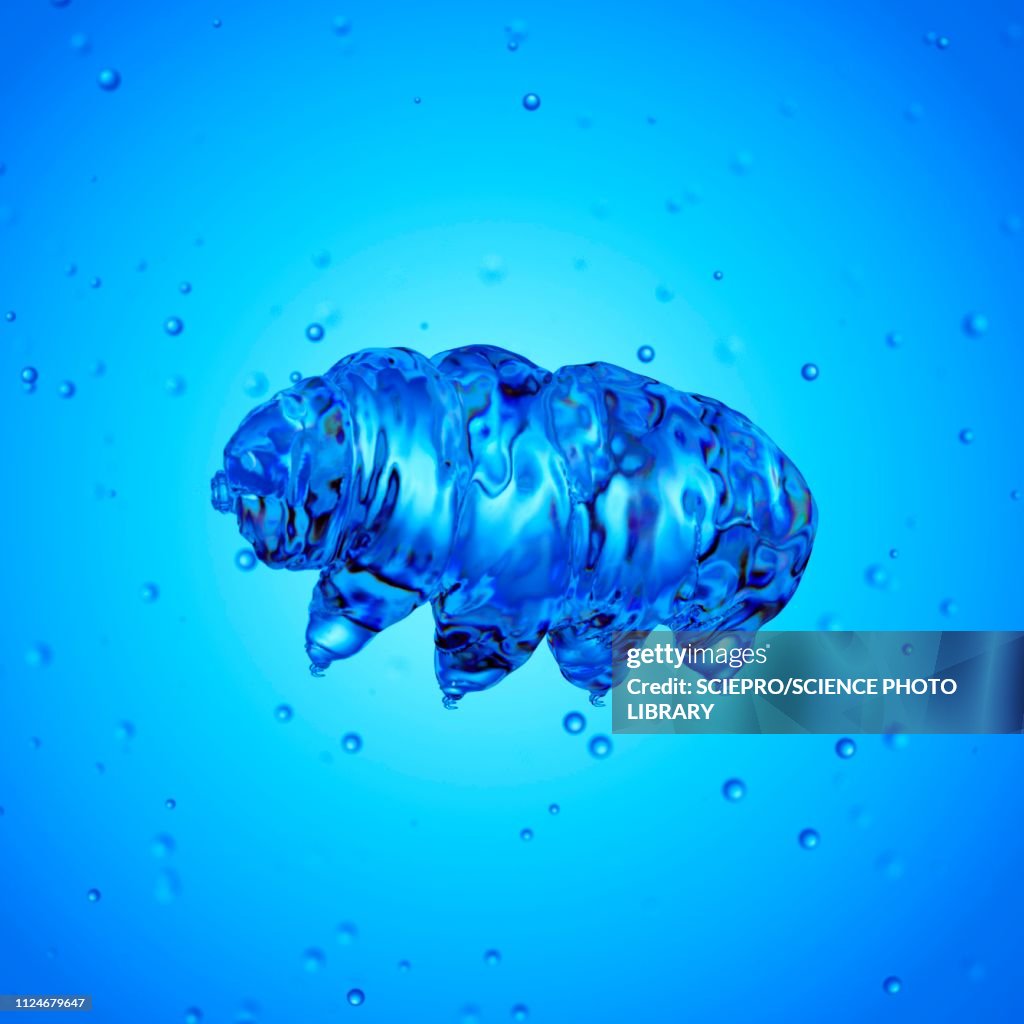 Illustration of a water bear