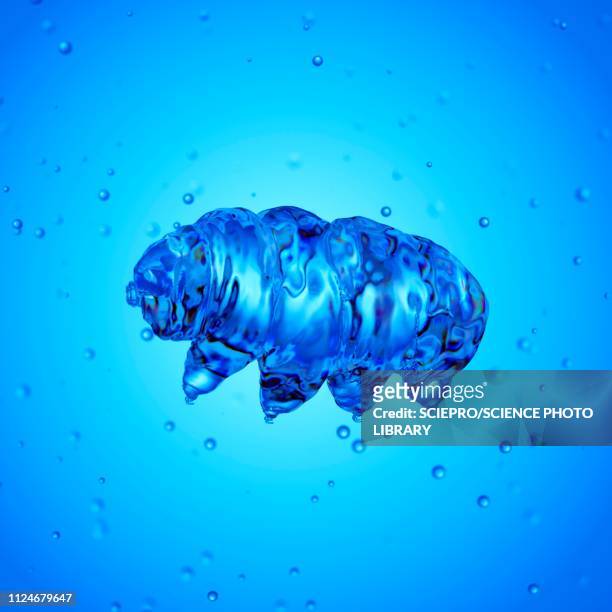 illustration of a water bear - tardigrade stock illustrations